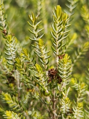Passerina corymbosa