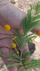 Vachellia davyi
