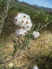 Eriocephalus