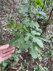 Hibiscus pedunculatus
