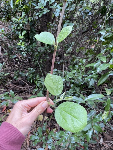 Grewia lasiocarpa, photograph 4