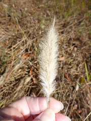 Polypogon monspeliensis