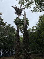 Raphia australis