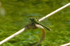 Ophiogomphus cecilia