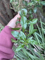 Heteropyxis natalensis