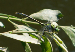 Ophiogomphus cecilia