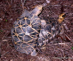 Geochelone platynota