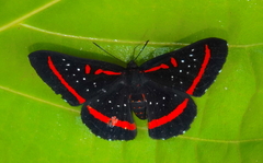 Amarynthis meneria