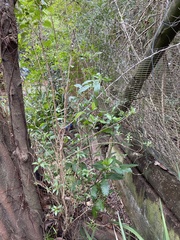 Heteropyxis natalensis