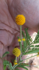 Vachellia davyi