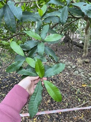 Tabernaemontana ventricosa
