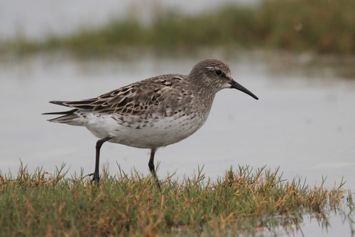 White-rumped Sandpiper