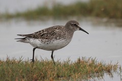 White-Rumped Sandpiper photo 5