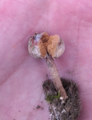 Tulostoma brumale