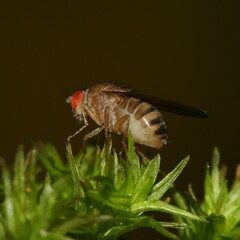 Drosophila immigrans