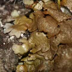 Xanthoparmelia pulla