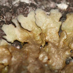 Xanthoparmelia pulla