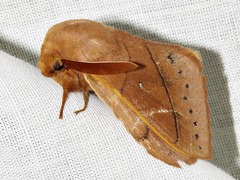 Philotherma rosa