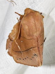 Philotherma rosa