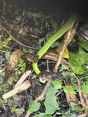 Trimeresurus stejnegeri