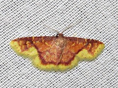 Syngatha latiflavaria