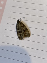 Lepidoptera