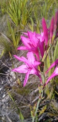 Watsonia borbonica