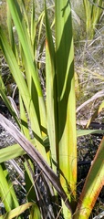 Watsonia borbonica