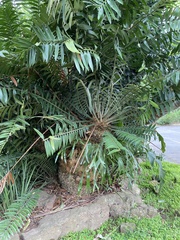 Encephalartos natalensis