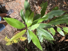 Laurophyllus capensis