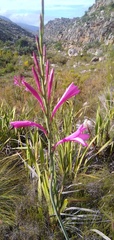Watsonia borbonica