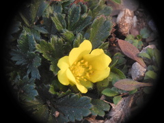 Potentilla verna