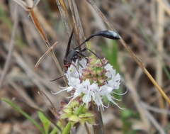 Ammophila bechuana