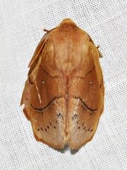 Philotherma rosa
