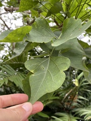 Erythrina lysistemon