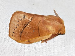 Philotherma rosa