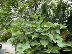 Erythrina lysistemon