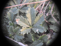 Potentilla verna
