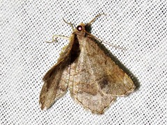 Chiasmia confuscata