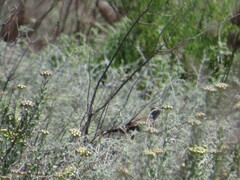 Cercotrichas coryphoeus