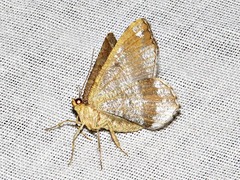 Chiasmia confuscata