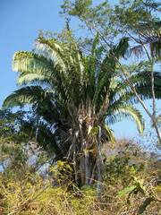 Attalea guacuyule