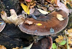 Ischnoderma benzoinum