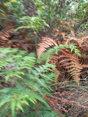 Pteridium aquilinum capense