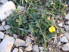 Potentilla verna