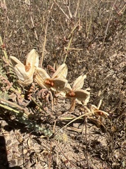 Gladiolus alatus