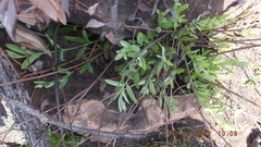 Ozoroa