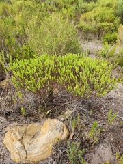 Crassula ericoides