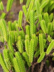 Crassula ericoides