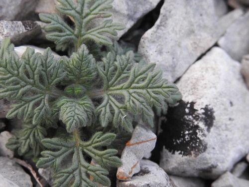 Cut-leaved germander (Teucrium botrys)